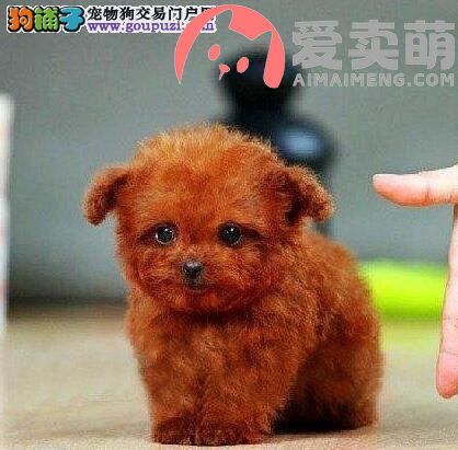 泰迪和比熊长得特别像，七招快速区分比熊和泰迪