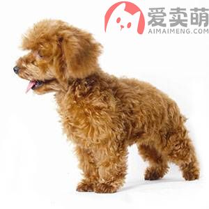 上海松江泰迪价格多少钱哪里买